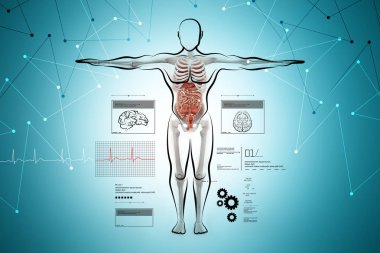   insan vücudu anatomisi dijital illüstrasyon