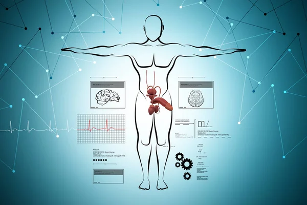 男性人体素描与泌尿系统的数字插图 — 图库照片