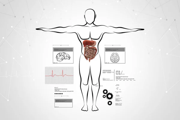 Ilustración digital del cuerpo humano con el sistema digestivo — Foto de Stock