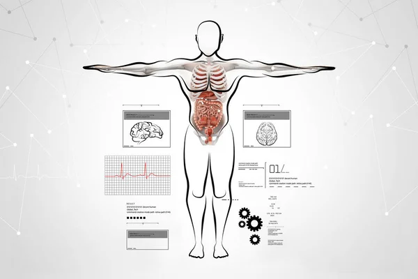 Ilustración digital del cuerpo con el sistema digestivo —  Fotos de Stock