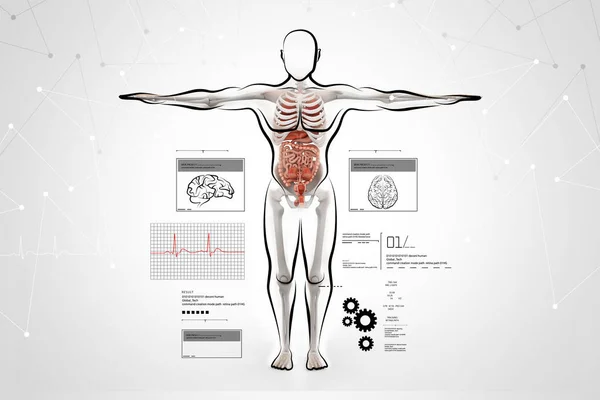 Ilustración digital de la anatomía del cuerpo humano — Foto de Stock