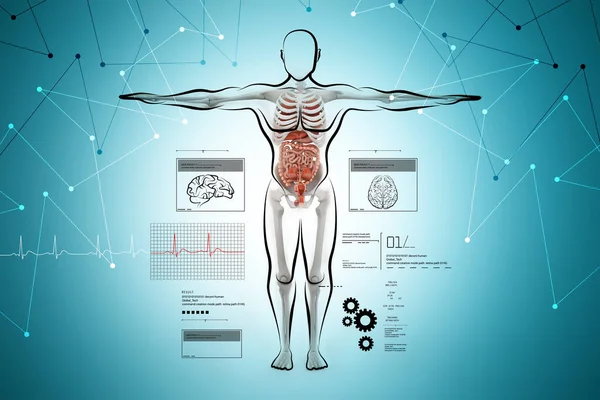 Ilustración digital de la anatomía del cuerpo humano — Foto de Stock