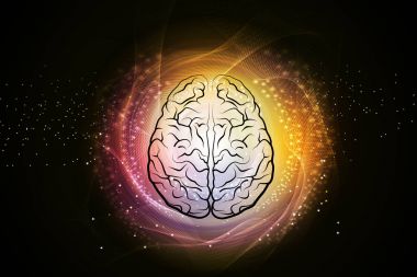 İnsan beyninin yapısı