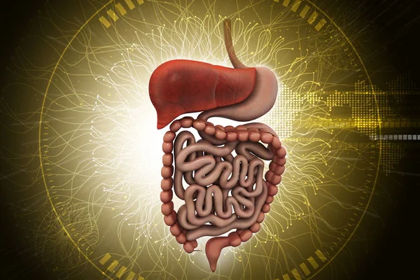 Illustrazione 3d del sistema digestivo umano con — Foto Stock