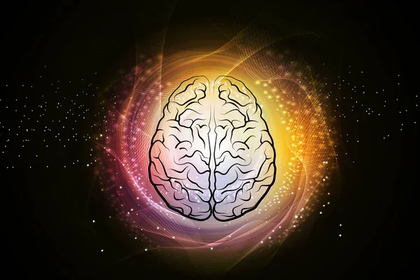 İnsan beyninin yapısı