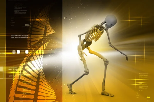 3D απεικόνιση του ανθρώπινου Skelton — Φωτογραφία Αρχείου