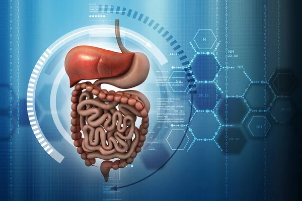 Illustration 3D du système digestif humain — Photo
