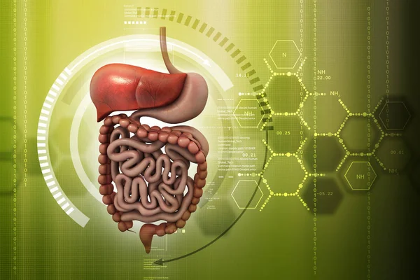 Ilustración 3d del sistema digestivo humano — Foto de Stock