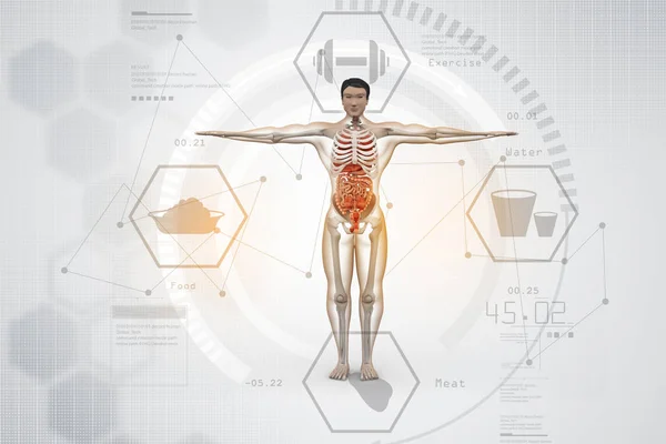 Ilustração digital da anatomia humana — Fotografia de Stock