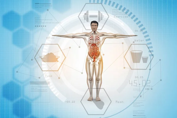 Digital illustration av människans anatomi — Stockfoto
