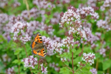 yeşil glade kekik çiçekleri üzerinde kelebek