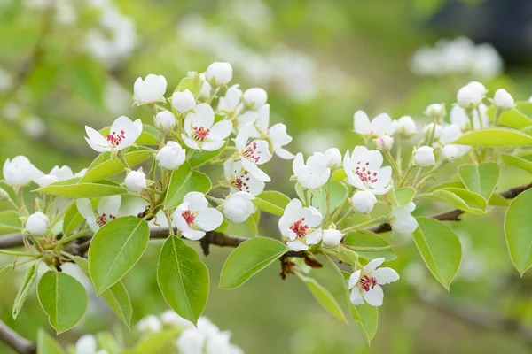 Rama floreciente de un árbol en un jardín de primavera — Foto de Stock