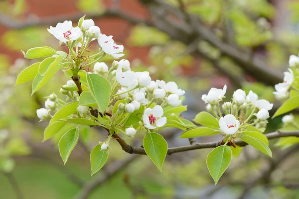 Rama floreciente de un árbol en un jardín de primavera — Foto de Stock