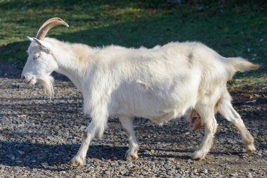 beyaz keçi çayırda taş bir patika ile otlatma