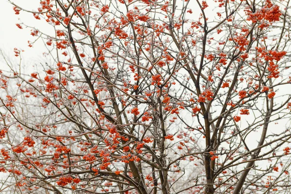 dallar ve rowan bir demet yağmur