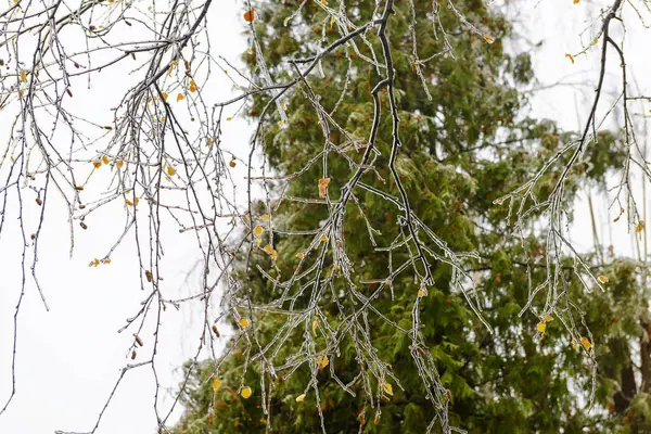 Гілки дерева в льоду після льодяного дощу — стокове фото