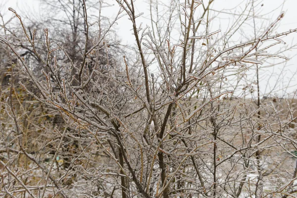 Гілки дерева в льоду після льодяного дощу — стокове фото
