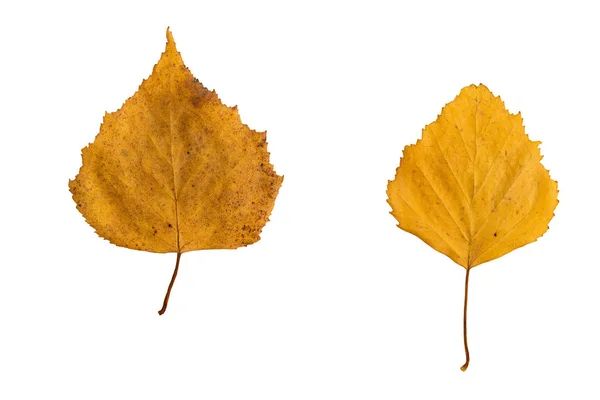 Deux feuilles de bouleau jaune sur fond blanc — Photo