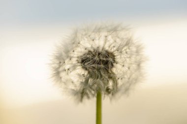 Akşam gökyüzü beyaz kabarık karahindiba