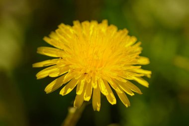 Karanlık bir arka plan üzerinde parlak sarı dandelions fotoğrafı