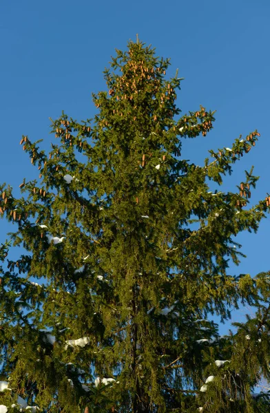 Épicéa avec neige sur les branches contre le ciel bleu — Photo