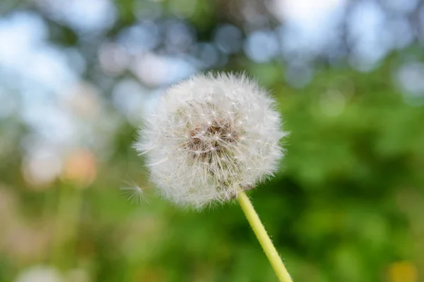 緑の背景の 1 つの白いふわふわタンポポ — ストック写真