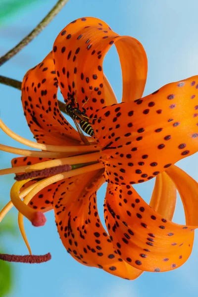 Wasp on bright orange flower petals with black spots — Stock Photo, Image