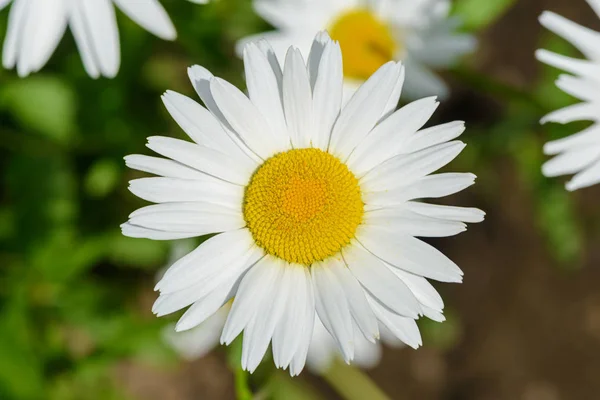 Uma flor de uma camomila. vista de cima . — Fotografia de Stock