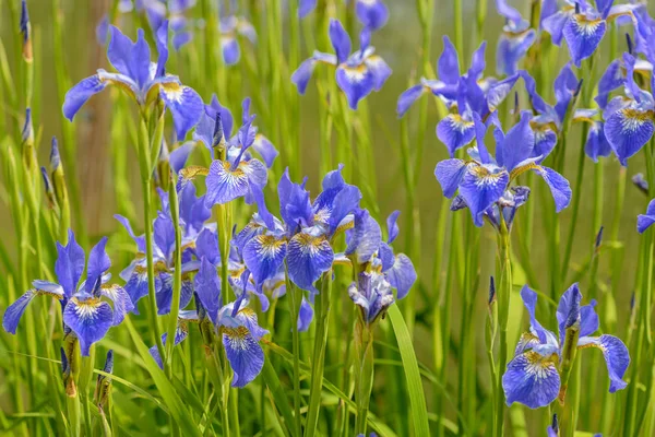 Flores de íris azul brilhante entre a grama verde — Fotografia de Stock