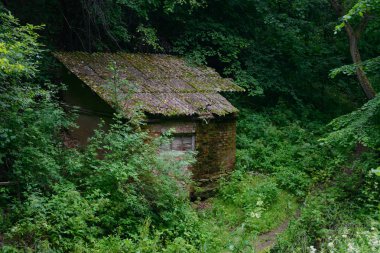 Eski tuğla kulübede bir yeşil orman