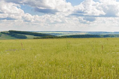 Ormanlar ve Amsterdam ile tepelerde bir buğday alanla manzara