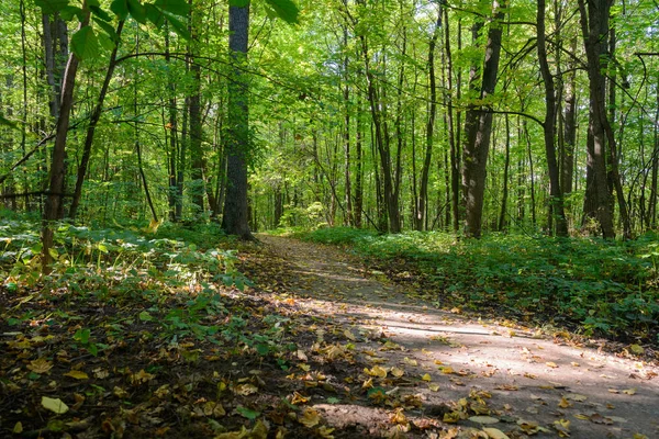 Camino en el bosque verde a principios de otoño — Foto de Stock