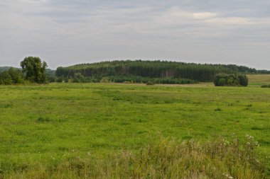 yeşil bir alan ve bir orman bir tepe üzerinde yaz yatay