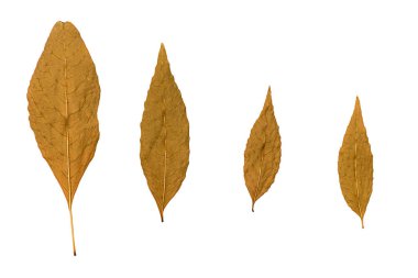 dört beyaz zemin üzerine düşen yapraklar Kuru