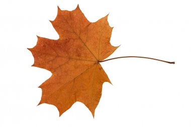 Beyaz arka planda turuncu kuru düşmüş akçaağaç yaprağı