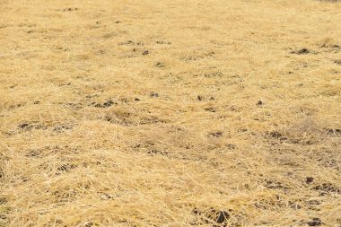 Kuru sarı saman yere yaymak