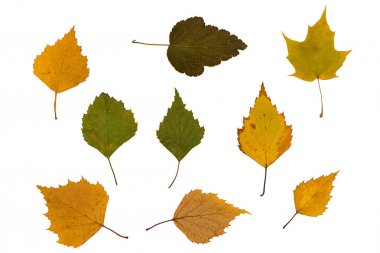 beyaz zemin üzerine yeşil ve kahverengi yaprakları kuru