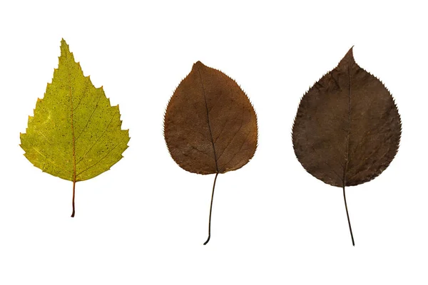 Feuilles sèches vertes et brunes sur fond blanc — Photo