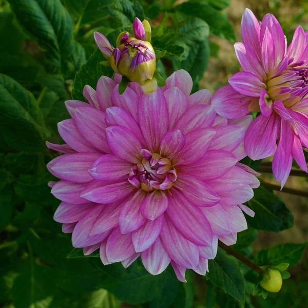 Plusieurs fleurs de dahlia lilas sur fond de greene — Photo