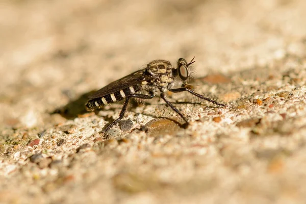 Un insecto como una mosca se sienta en las rocas — Foto de Stock