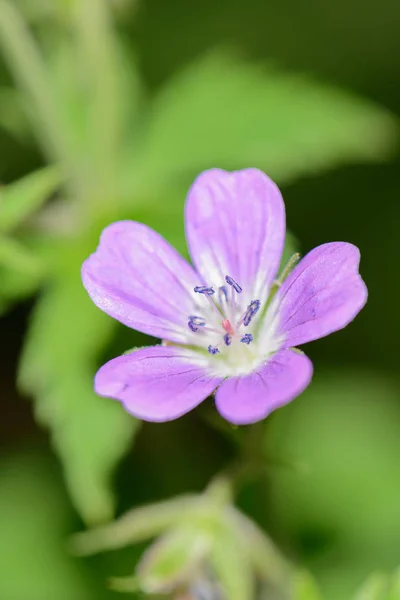 Uma flor lilás brilhante em um fundo de grama verde — Fotografia de Stock