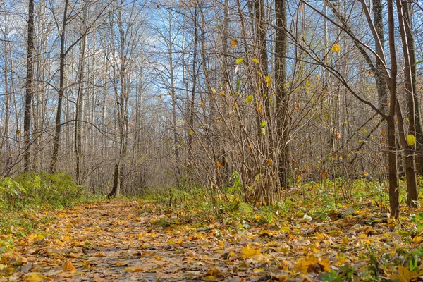 Солнечный осенний лес с тропинкой и опавшими листьями — стоковое фото