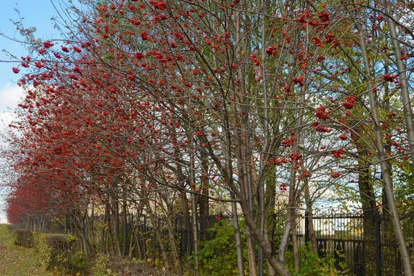 Rowan árboles con bayas rojas a lo largo del callejón con una cerca — Foto de Stock
