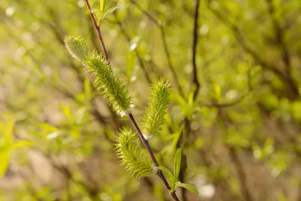 La rama del sauce con los brotes esponjosos en el día claro soleado primaveral — Foto de Stock