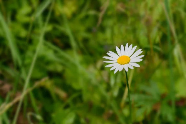 En prästkrage blomma på en bakgrund av grönt gräs är ur fokus — Stockfoto