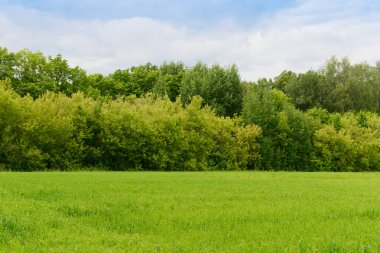 Ufukta yeşil alan ve orman ile yaz manzara