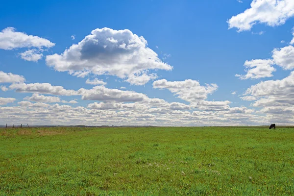 Sommarlandskap med grönt fält och blå himmel med moln — Stockfoto
