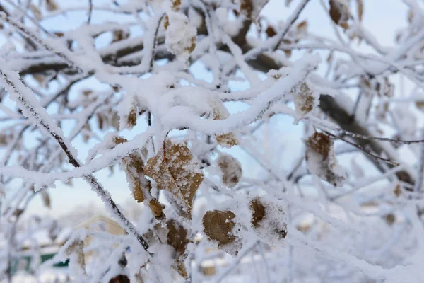 Гілки дерев із замерзлим листям, покритим калюжею — стокове фото