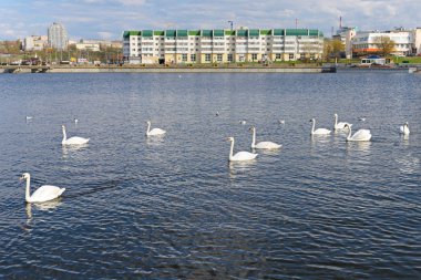 4 Mayıs 2019: Kuğular Cheboksary Körfezi 'nde yüzüyor. Cheboksary 'de. Rusça
