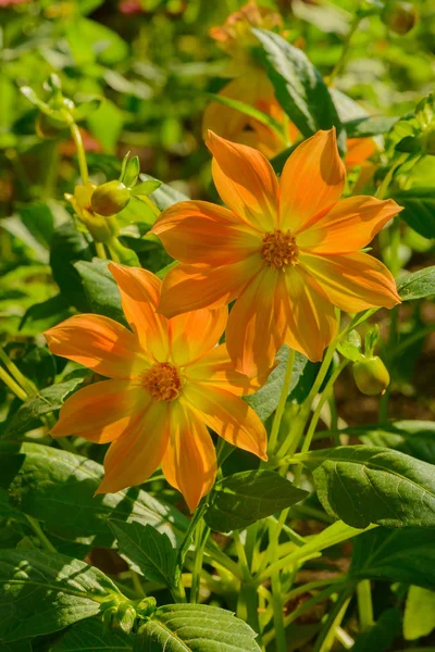 Ярко оранжевые цветы на фоне зеленого цветущего сада — стоковое фото